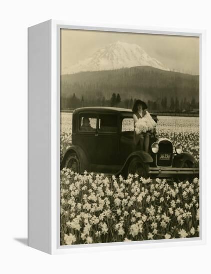 Daffodil Field, Automobile and Mount Rainier, ca. 1929-Marvin Boland-Framed Premier Image Canvas