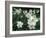 Daffodil Field-Anna Miller-Framed Photographic Print