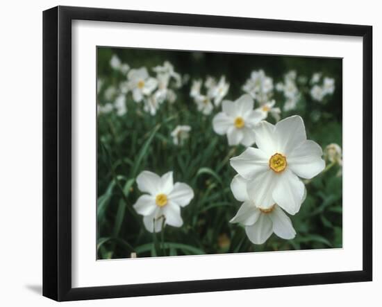 Daffodil Field-Anna Miller-Framed Photographic Print