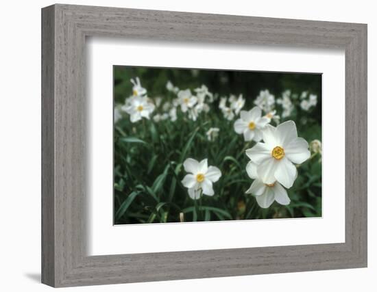 Daffodil Field-Anna Miller-Framed Photographic Print