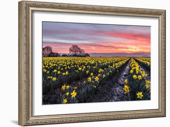 Daffodil Field-Lantern Press-Framed Art Print