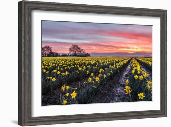 Daffodil Field-Lantern Press-Framed Art Print