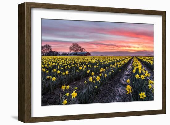 Daffodil Field-Lantern Press-Framed Art Print