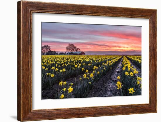 Daffodil Field-Lantern Press-Framed Art Print