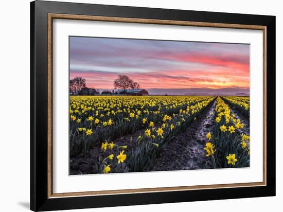 Daffodil Field-Lantern Press-Framed Art Print