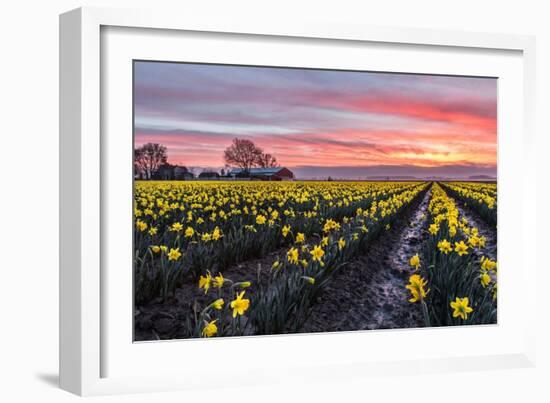 Daffodil Field-Lantern Press-Framed Art Print