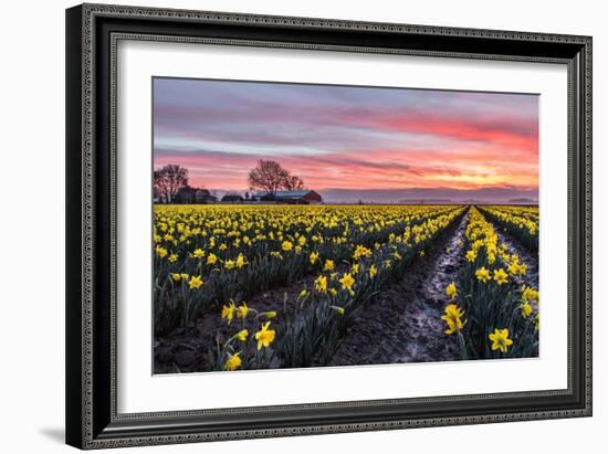 Daffodil Field-Lantern Press-Framed Art Print