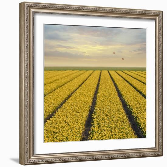 Daffodil Fields-Cora Niele-Framed Giclee Print