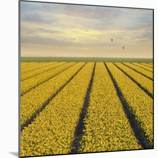 Daffodil Fields-Cora Niele-Mounted Giclee Print