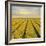 Daffodil Fields-Cora Niele-Framed Giclee Print