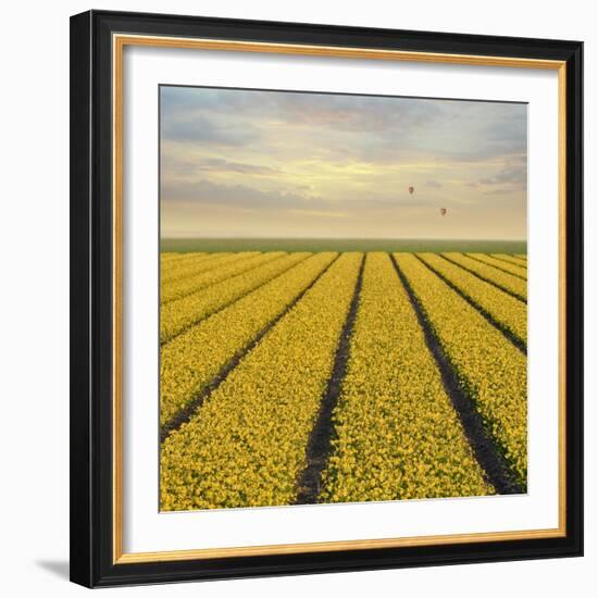 Daffodil Fields-Cora Niele-Framed Giclee Print