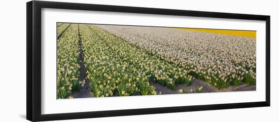 Daffodil Flower Fields in Famous Lisse, Holland-Anna Miller-Framed Photographic Print