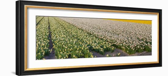 Daffodil Flower Fields in Famous Lisse, Holland-Anna Miller-Framed Photographic Print