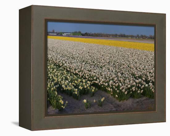 Daffodil Flower Fields in Famous Lisse, Holland-Anna Miller-Framed Premier Image Canvas