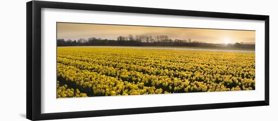 Daffodil Flower Fields in Famous Lisse, Holland-Anna Miller-Framed Photographic Print