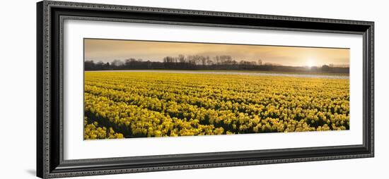 Daffodil Flower Fields in Famous Lisse, Holland-Anna Miller-Framed Photographic Print