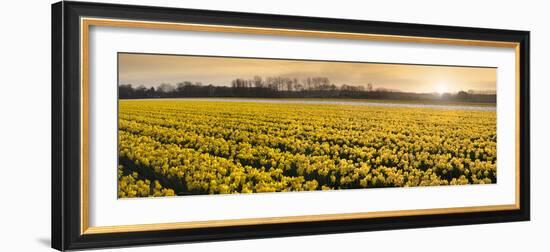 Daffodil Flower Fields in Famous Lisse, Holland-Anna Miller-Framed Photographic Print