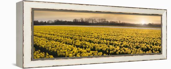 Daffodil Flower Fields in Famous Lisse, Holland-Anna Miller-Framed Premier Image Canvas