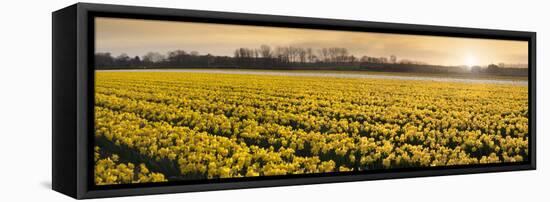 Daffodil Flower Fields in Famous Lisse, Holland-Anna Miller-Framed Premier Image Canvas