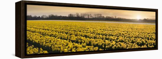 Daffodil Flower Fields in Famous Lisse, Holland-Anna Miller-Framed Premier Image Canvas