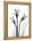 Daffodil Gray-Albert Koetsier-Framed Stretched Canvas