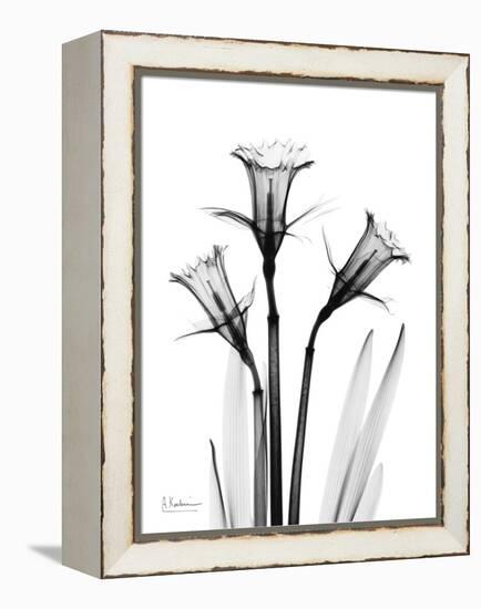 Daffodil Gray-Albert Koetsier-Framed Stretched Canvas