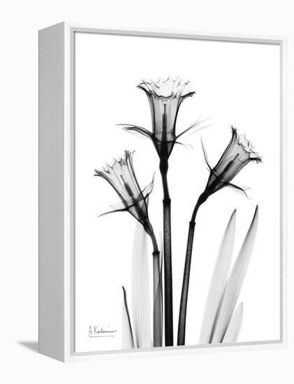 Daffodil Gray-Albert Koetsier-Framed Stretched Canvas