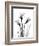 Daffodil Gray-Albert Koetsier-Framed Art Print