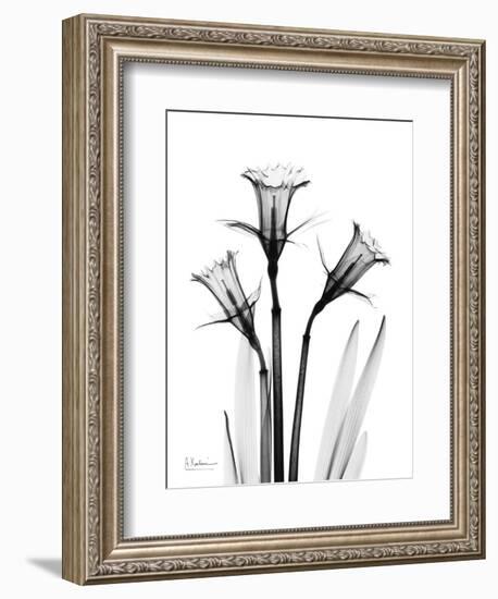 Daffodil Gray-Albert Koetsier-Framed Art Print