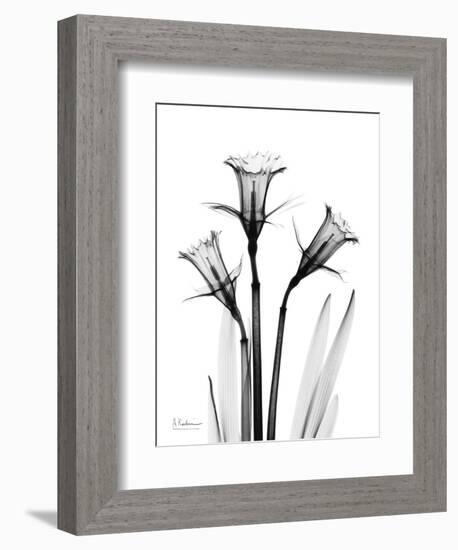 Daffodil Gray-Albert Koetsier-Framed Art Print