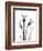 Daffodil Gray-Albert Koetsier-Framed Art Print