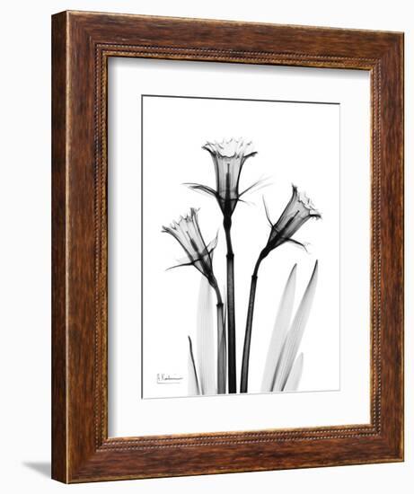 Daffodil Gray-Albert Koetsier-Framed Art Print