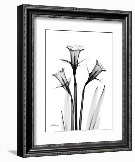 Daffodil Gray-Albert Koetsier-Framed Art Print