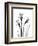 Daffodil Gray-Albert Koetsier-Framed Art Print