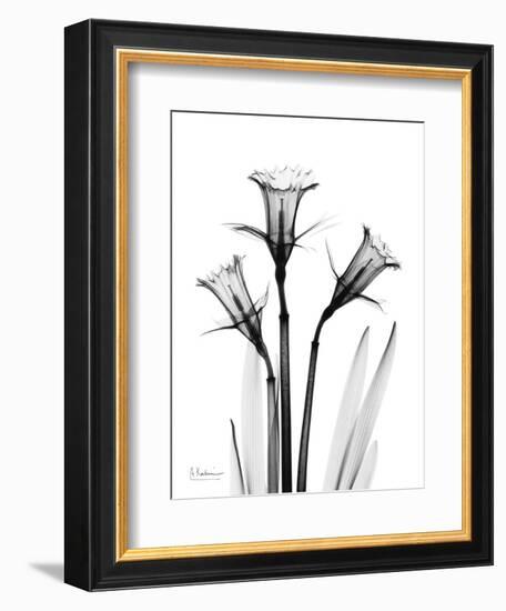 Daffodil Gray-Albert Koetsier-Framed Art Print