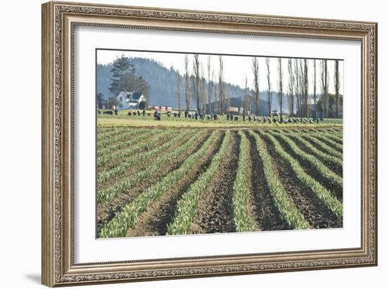 Daffodil Harvest I-Dana Styber-Framed Photographic Print