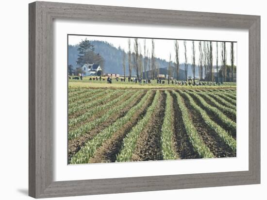 Daffodil Harvest I-Dana Styber-Framed Photographic Print