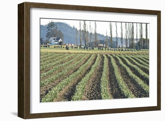 Daffodil Harvest I-Dana Styber-Framed Photographic Print