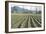 Daffodil Harvest I-Dana Styber-Framed Photographic Print