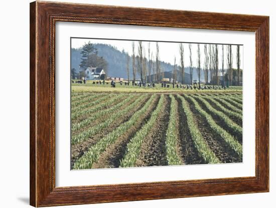 Daffodil Harvest I-Dana Styber-Framed Photographic Print