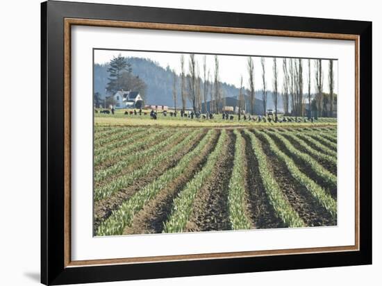 Daffodil Harvest I-Dana Styber-Framed Photographic Print