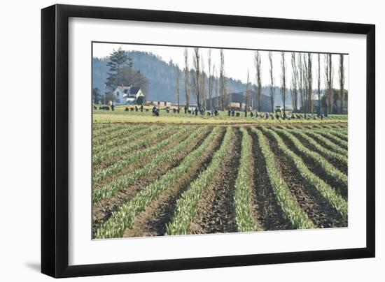 Daffodil Harvest I-Dana Styber-Framed Photographic Print