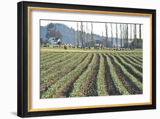 Daffodil Harvest I-Dana Styber-Framed Photographic Print