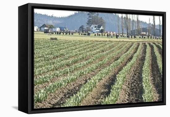 Daffodil Harvest II-Dana Styber-Framed Premier Image Canvas