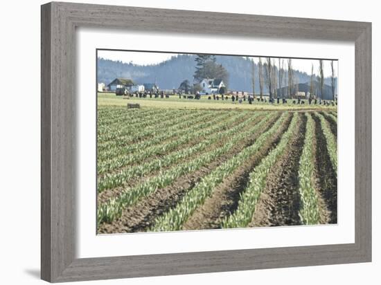 Daffodil Harvest II-Dana Styber-Framed Photographic Print