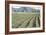 Daffodil Harvest II-Dana Styber-Framed Photographic Print