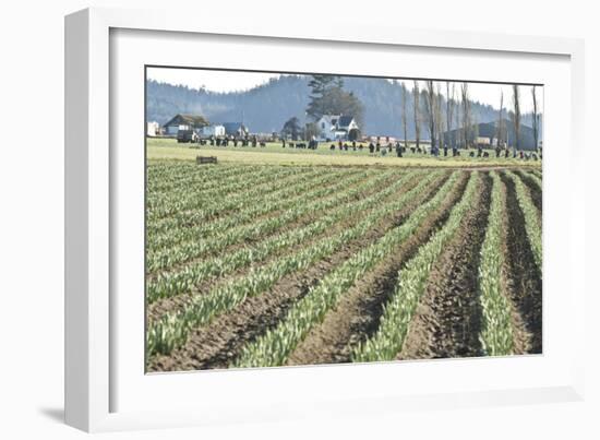 Daffodil Harvest II-Dana Styber-Framed Photographic Print