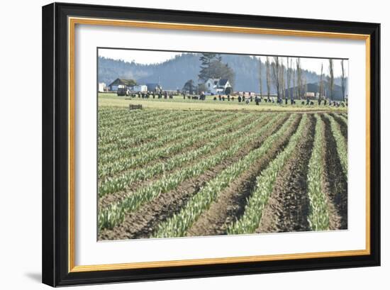 Daffodil Harvest II-Dana Styber-Framed Photographic Print