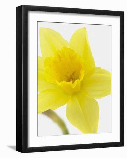 Daffodil Head-null-Framed Photographic Print