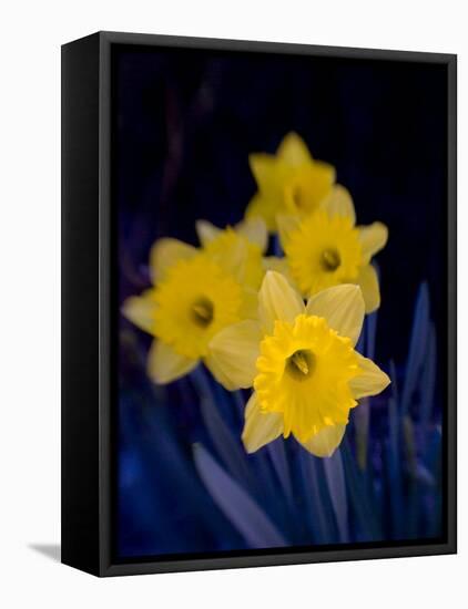 Daffodil in Bloom, New York, New York, USA-Paul Sutton-Framed Premier Image Canvas